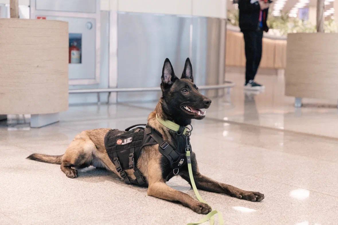 Четырехлапые специалисты на страже безопасности в аэропорту Домодедово Четырехлапые специалисты на страже безопасности в аэропорту Домодедово