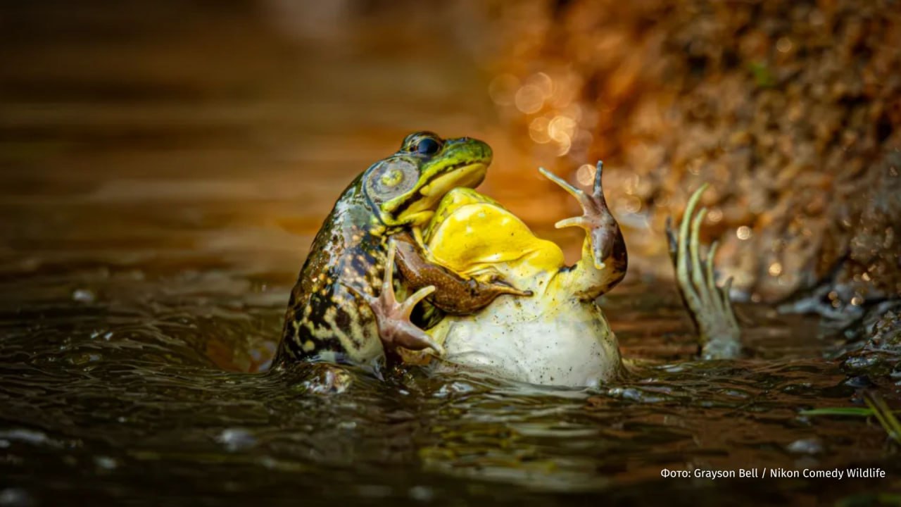 Танцующая горилла выиграла премию Comedy Wildlife Photo Awards 2025 Танцующая горилла выиграла премию Comedy Wildlife Photo Awards 2025