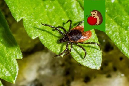 Эффективная защита от клещей на даче: проверенные советы