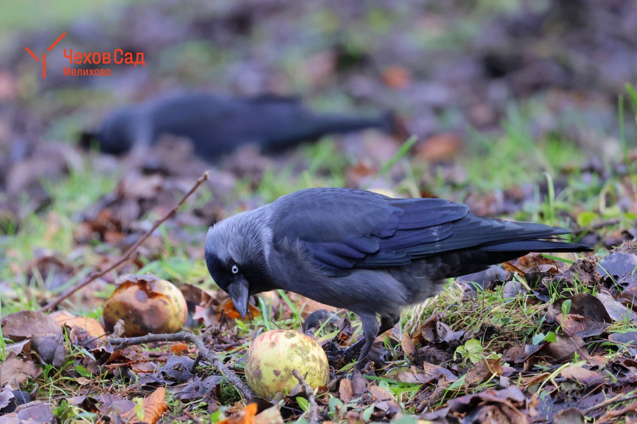 ЗИМНИЕ ПОРТРЕТЫ: Галки в поисках завтрака ЗИМНИЕ ПОРТРЕТЫ: Галки в поисках завтрака