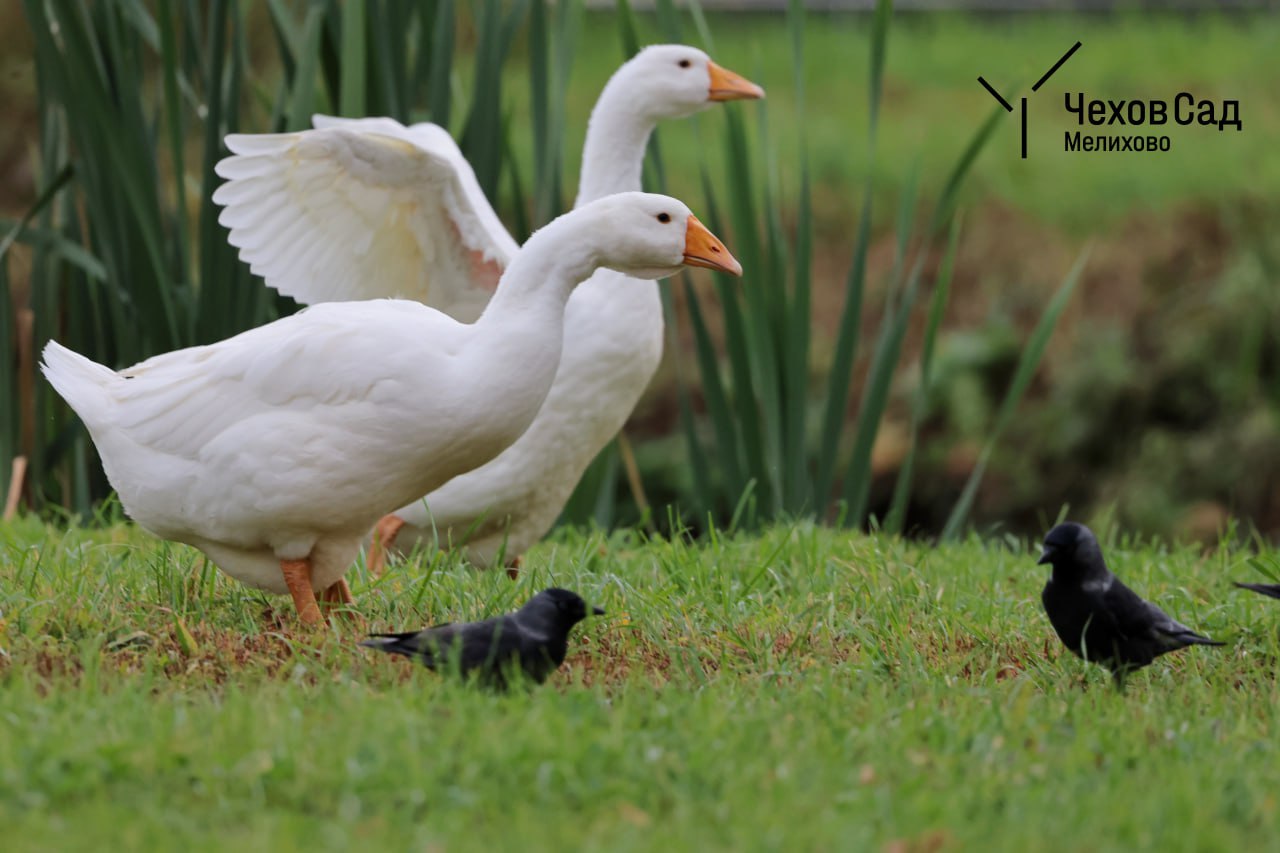 ЗИМНИЕ ПОРТРЕТЫ: Галки в поисках завтрака ЗИМНИЕ ПОРТРЕТЫ: Галки в поисках завтрака
