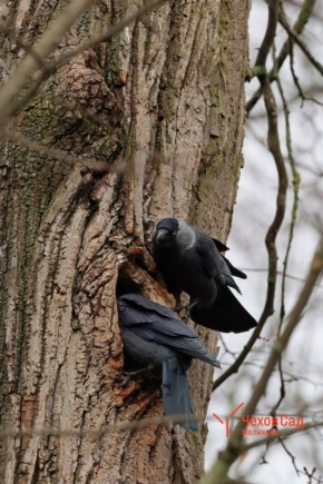 ЗИМНИЕ ПОРТРЕТЫ: Галки в поисках завтрака