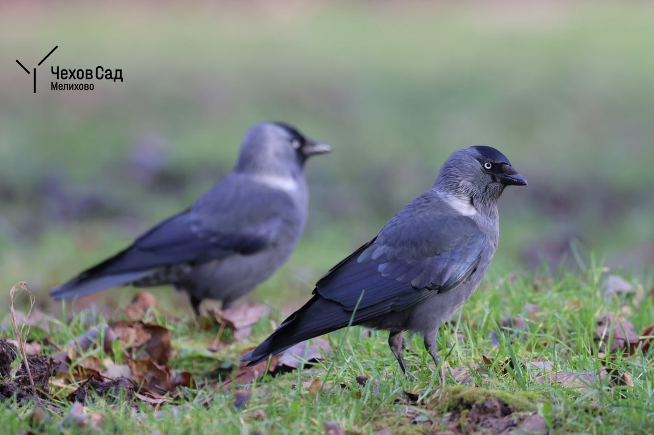 ЗИМНИЕ ПОРТРЕТЫ: Галки в поисках завтрака ЗИМНИЕ ПОРТРЕТЫ: Галки в поисках завтрака