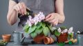 Хозяйки губят фиалку и не догадываются: прекратите повторять эту глупую ошибку
