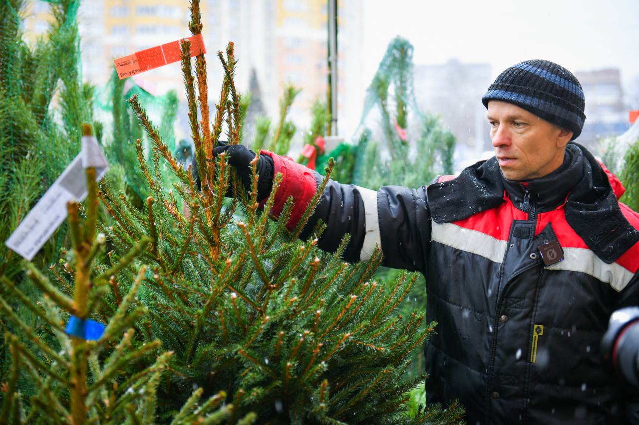 Где в Химках открылись ёлочные базары Где в Химках открылись ёлочные базары