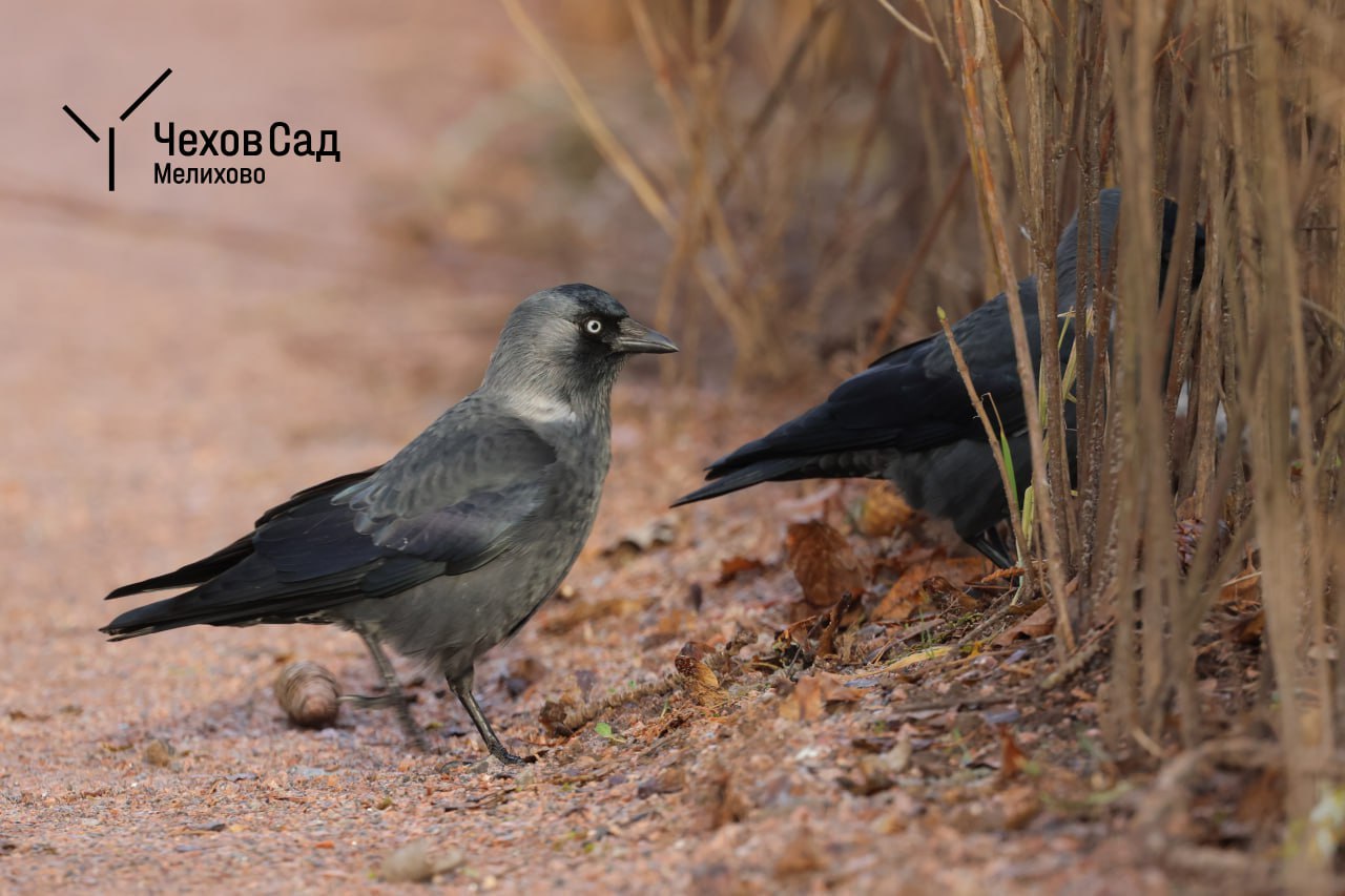 ЗИМНИЕ ПОРТРЕТЫ: Галки в поисках завтрака ЗИМНИЕ ПОРТРЕТЫ: Галки в поисках завтрака