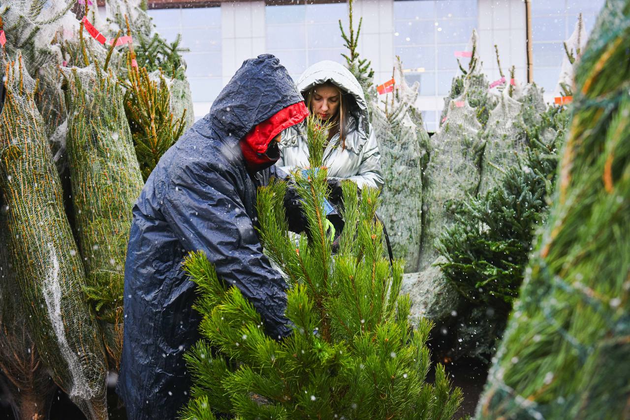 Где в Химках открылись ёлочные базары Где в Химках открылись ёлочные базары