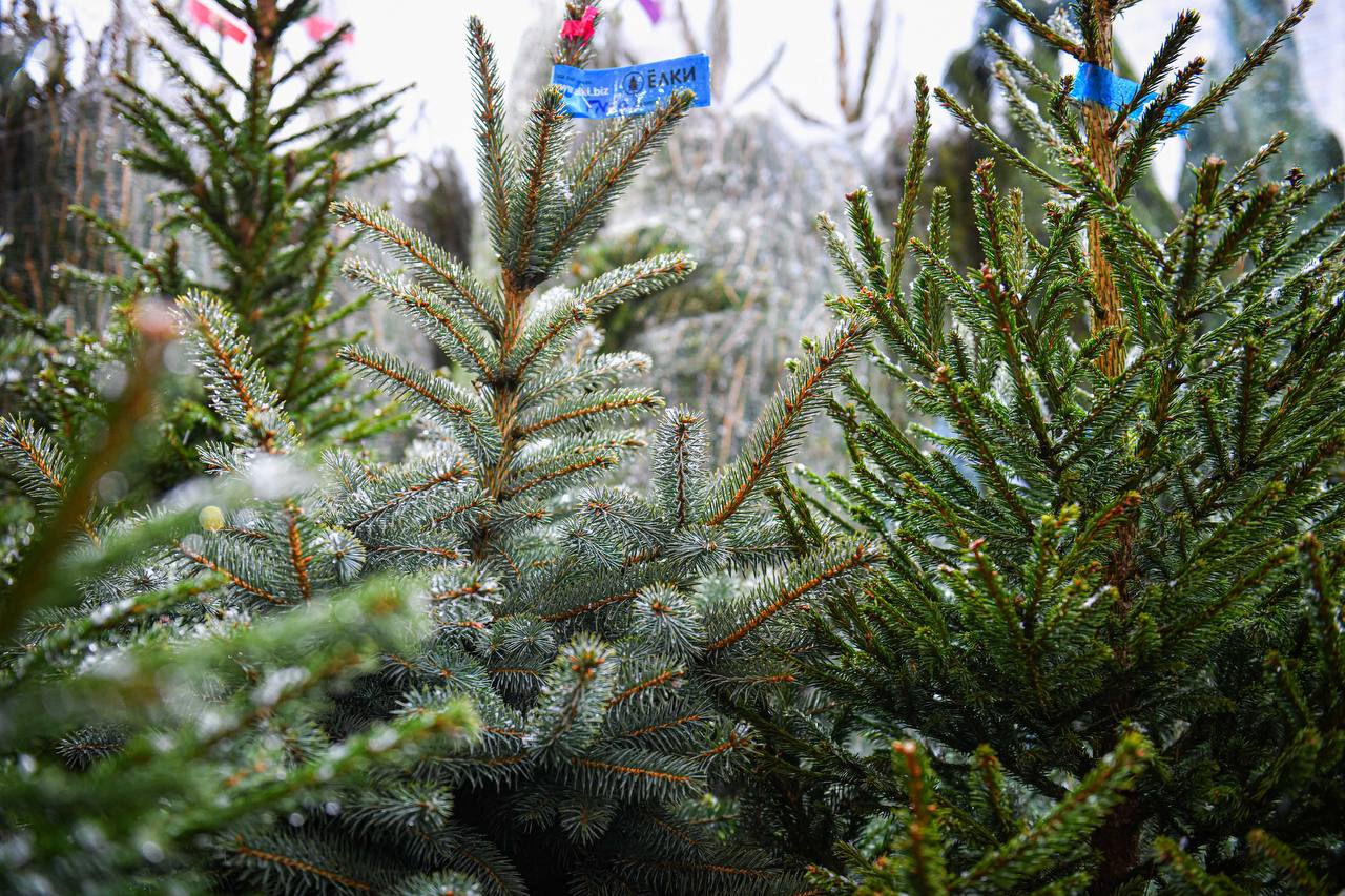 Где в Химках открылись ёлочные базары