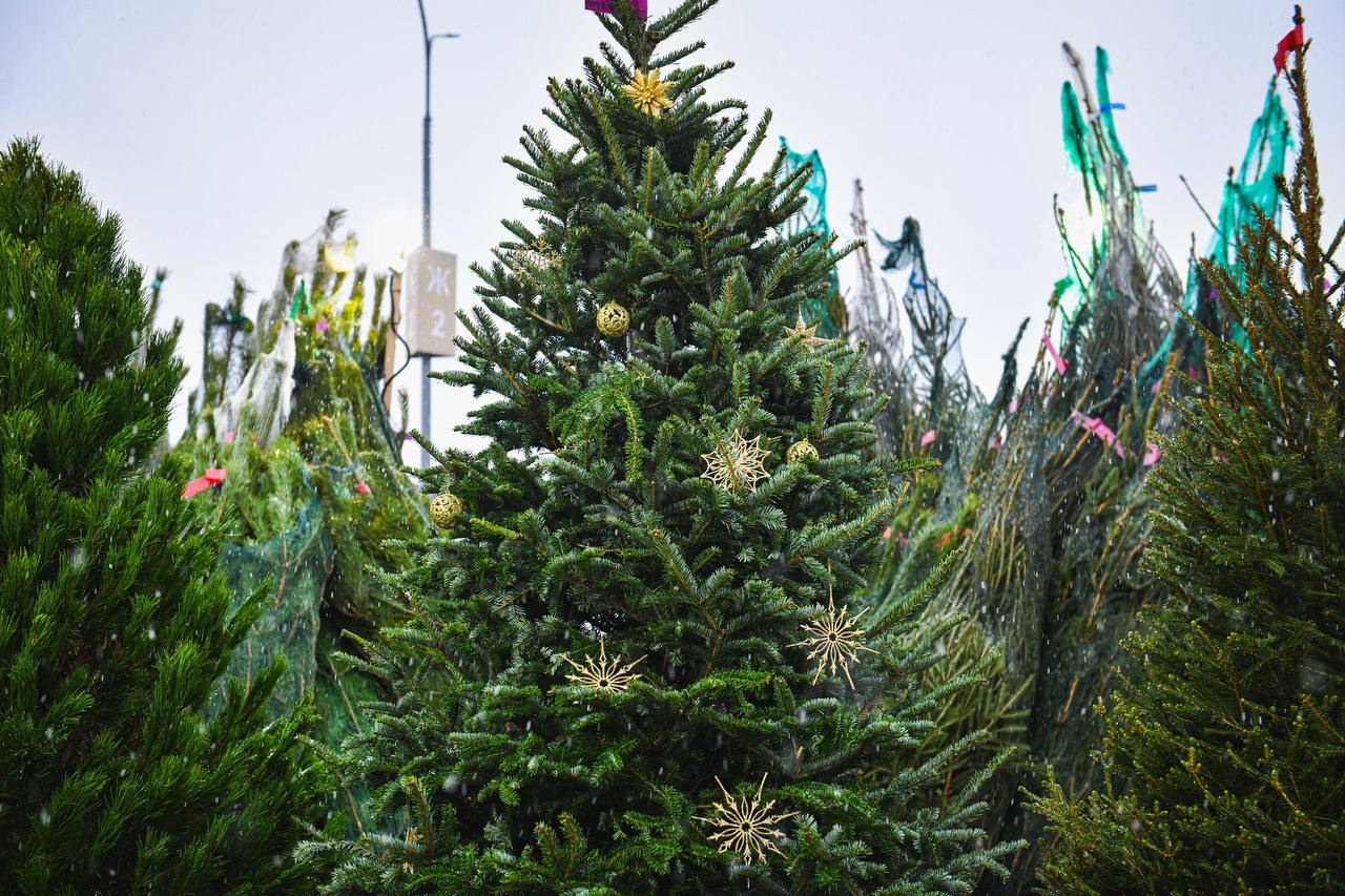 Где в Химках открылись ёлочные базары Где в Химках открылись ёлочные базары