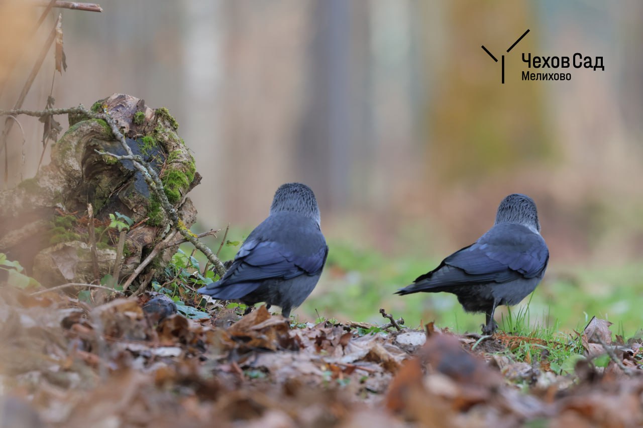 ЗИМНИЕ ПОРТРЕТЫ: Галки в поисках завтрака ЗИМНИЕ ПОРТРЕТЫ: Галки в поисках завтрака