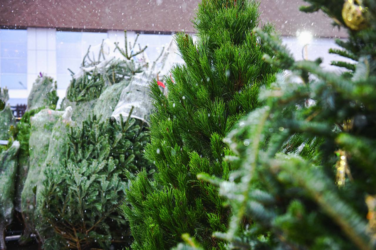 Где в Химках открылись ёлочные базары Где в Химках открылись ёлочные базары