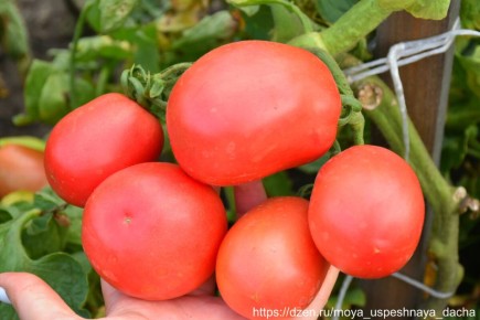 Томаты Столыпин: Революция в вашем огороде