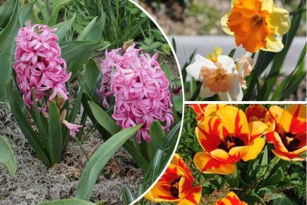 Весенние луковичные: секреты удачного цветения тюльпанов, нарциссов и гиацинтов