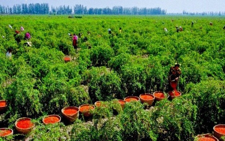 Ягоды барбариса и годжи: что стоит знать о суперфудах для здоровья и борьбы с лишним весом