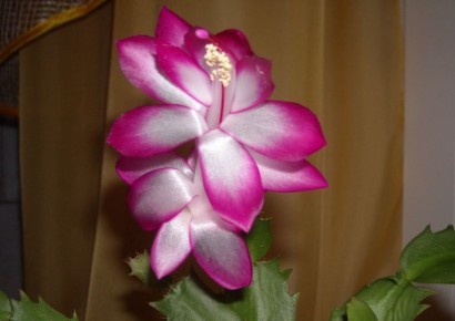 Секреты долгого цветения декабриста: как создать идеальные условия для кактуса