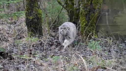 Манул Бабник из Московского зоопарка тоже завершил зажировку к зиме!