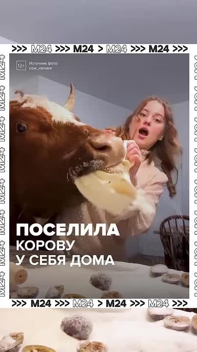 Ужин при свечах в компании коровы