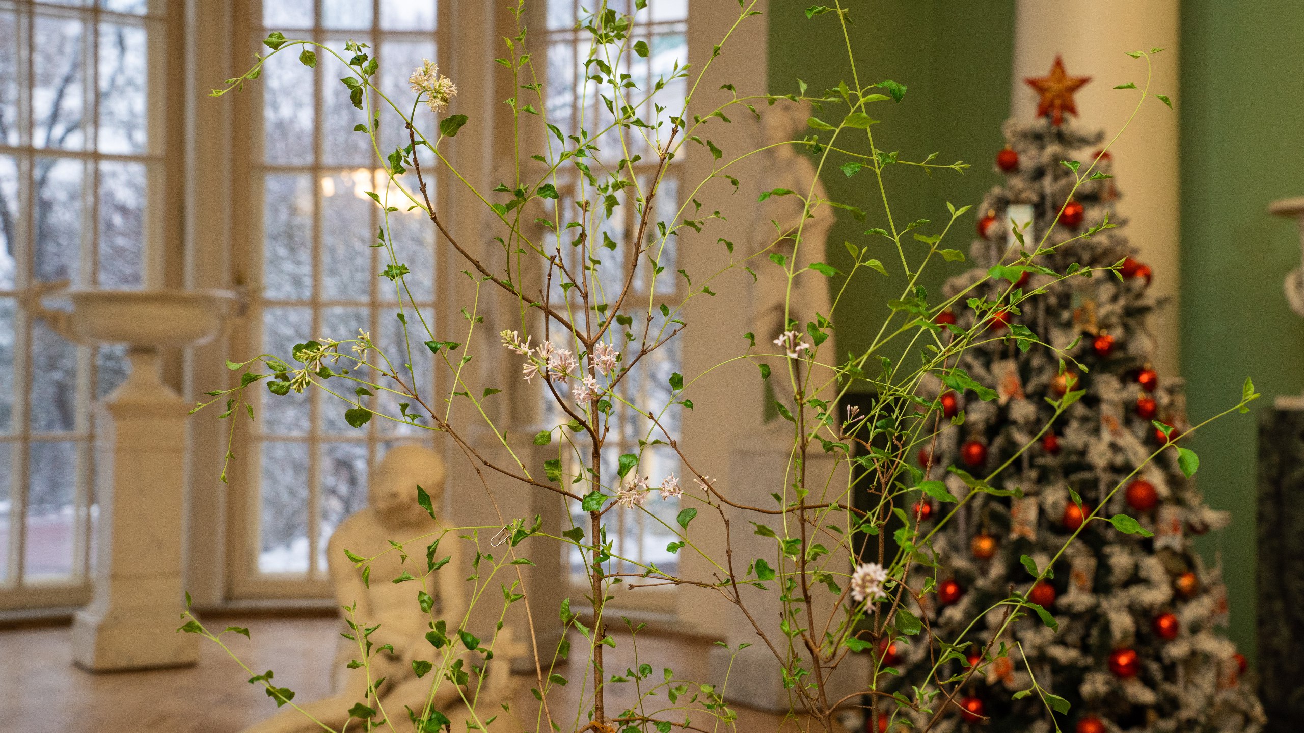 В усадьбе Горки музея-заповедника «Горки Ленинские» расцвела сирень – впервые за 108 лет здесь возродили традицию создания весеннего настроения к Рождеству В усадьбе Горки музея-заповедника «Горки Ленинские» расцвела сирень – впервые за 108 лет здесь возродили традицию создания весеннего настроения к Рождеству