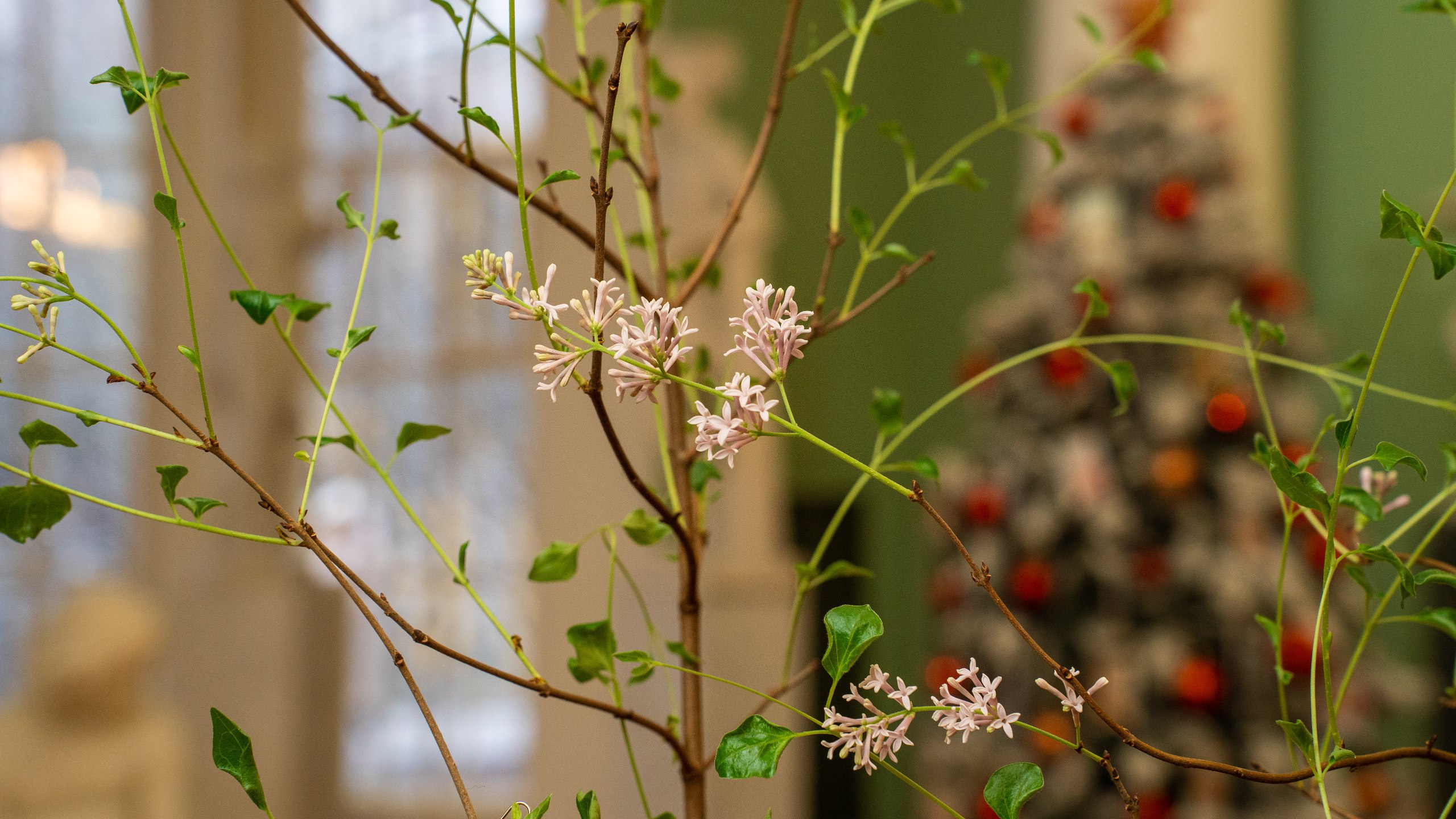 В усадьбе Горки музея-заповедника «Горки Ленинские» расцвела сирень – впервые за 108 лет здесь возродили традицию создания весеннего настроения к Рождеству В усадьбе Горки музея-заповедника «Горки Ленинские» расцвела сирень – впервые за 108 лет здесь возродили традицию создания весеннего настроения к Рождеству