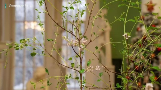 В усадьбе Горки музея-заповедника «Горки Ленинские» расцвела сирень – впервые за 108 лет здесь возродили традицию создания весеннего настроения к Рождеству