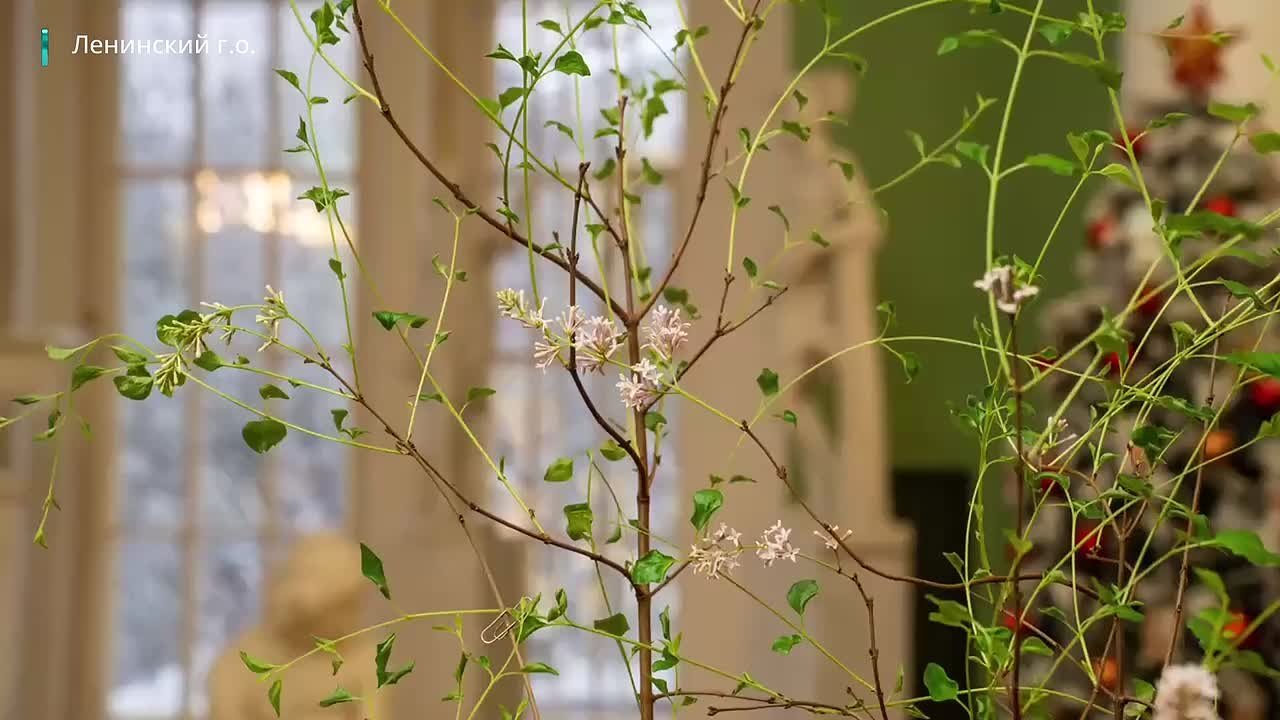 В усадьбе Горки музея-заповедника «Горки Ленинские» расцвела сирень – впервые за 108 лет здесь возродили традицию создания весеннего настроения к Рождеству