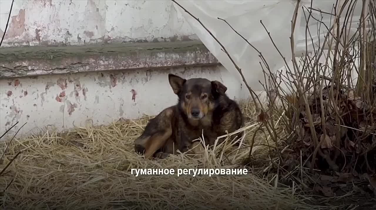 Как правильно вести себя с бездомными собаками