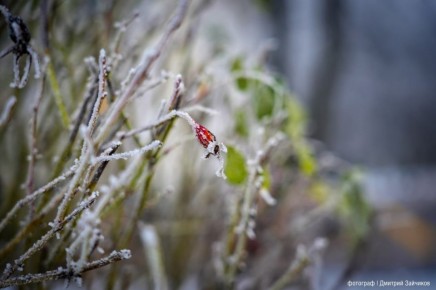 МЧС предупреждает:. В ближайший час с сохранением до 18:00 16 декабря ожидается ледяной дождь, гололед, гололедица на дорогах