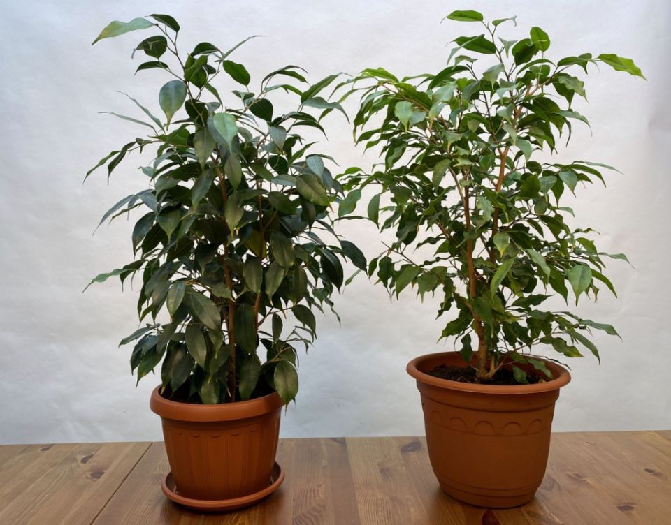 ��� �������� ��������� ����� ������: ������ �� �����