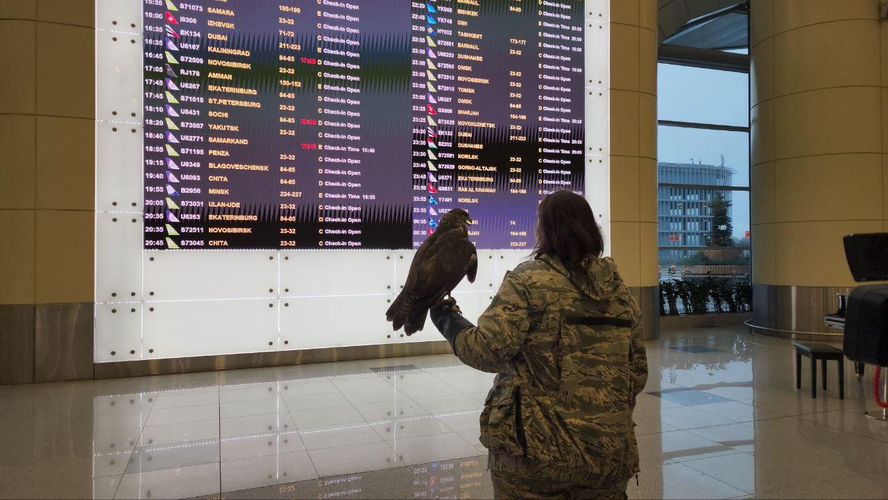 В Домодедово орнитолог объясняет, как добиться доверия птиц для обеспечения безопасности В Домодедово орнитолог объясняет, как добиться доверия птиц для обеспечения безопасности