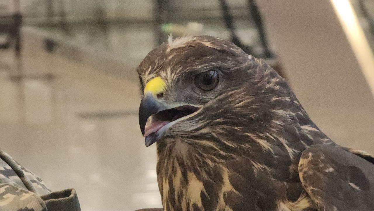 В Домодедово орнитолог объясняет, как добиться доверия птиц для обеспечения безопасности В Домодедово орнитолог объясняет, как добиться доверия птиц для обеспечения безопасности