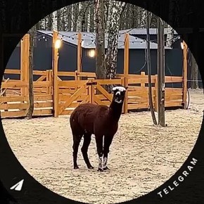 Привет из будущего альпакапарка!