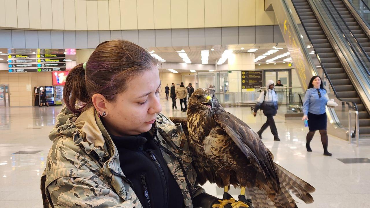 В Домодедово орнитолог объясняет, как добиться доверия птиц для обеспечения безопасности