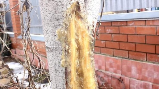 ��� �������� ������� �� ����������: ����������� ������ � ������