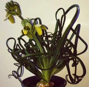 Альбука спиральная: как экзотика из Южной Африки завоевывает сердца цветоводов