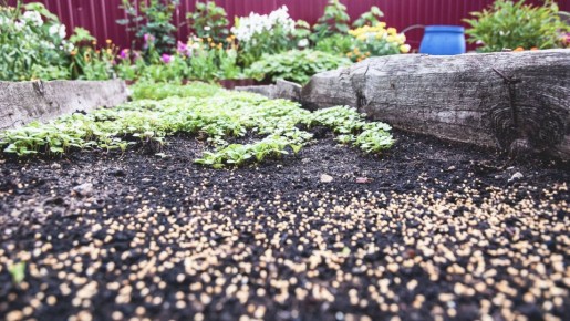 ��� ������� ��� ���� ����� �������: ��� ����� ������� �� ������ ��������