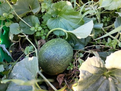 Злато скифов: удача для сибирских дачников