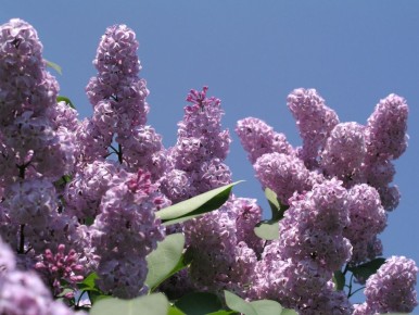 ����� ������ ������, ���� ����� �������? ������� ����� �� ������� ���������