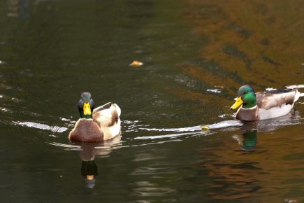 � ��������� ����� ������� ����� ����