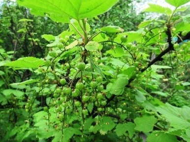 ��� ��������� �� ����������: ������� �������� ������