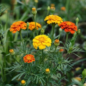 Календула: нежный цветок или опасный инвазивный вид?