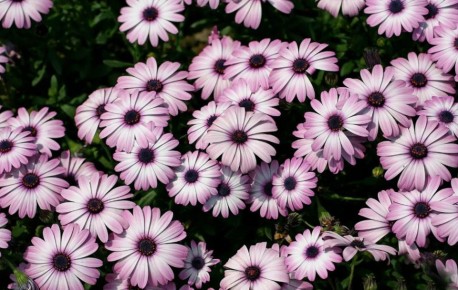 Цветочные чудеса из Южной Африки: однолетние фавориты для вашего сада