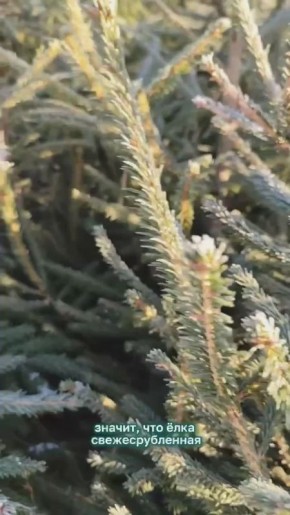 ������� ������������ ������������� ���������� ������� ����������, ��� ��������� ������� ���������� ���, ����� ��� �������� ����� �� ���� ������