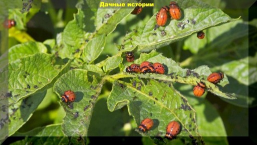 ����������� ������ ������ � ����������� �����: ����������� ��� �����