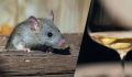 Крысы как винные сомелье: удивительное исследование научило грызунов различать сорта вина