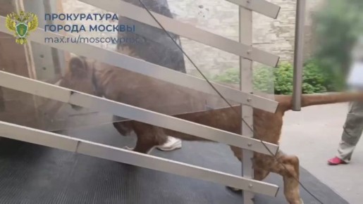 В Москве завели уголовное дело после обнаружения львят, которых использовали для фотосессий