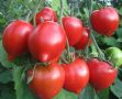 Томат Юбилейный Тарасенко: любимец садоводов вот уже 30 лет