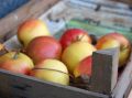 Как правильно хранить яблоки: три главные ошибки и секреты успеха