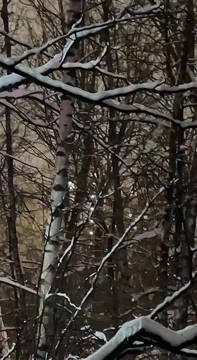 � ������ ���������� ��������