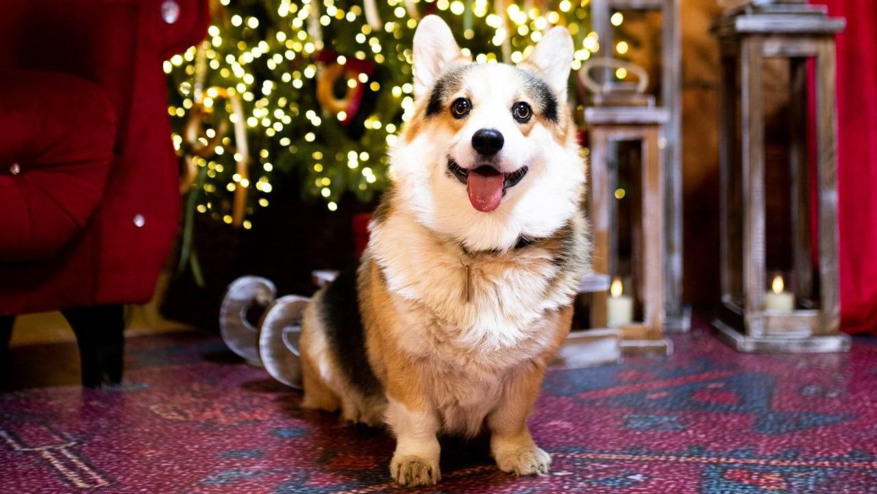 Почти 1 000 юных люберчан посетили Резиденцию Деда Мороза в Наташинском парке Почти 1 000 юных люберчан посетили Резиденцию Деда Мороза в Наташинском парке