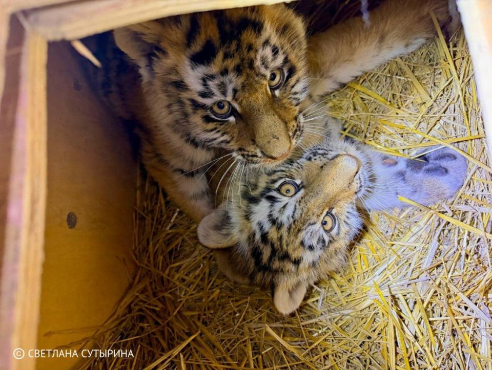 � �������� ������ ������, ���������� ��� ������